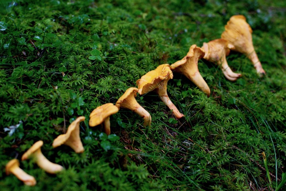 Vegan Chanterelle Recipes to Delight your Tastebuds Vegan on Board