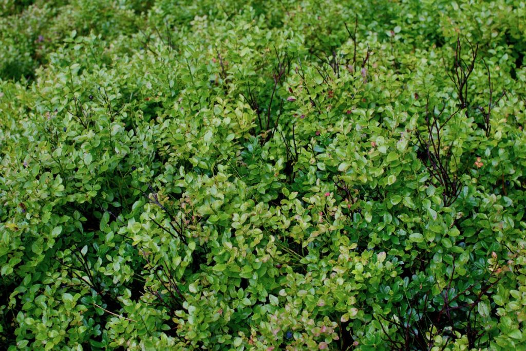 The green leaves of low growing blueberry bushes
