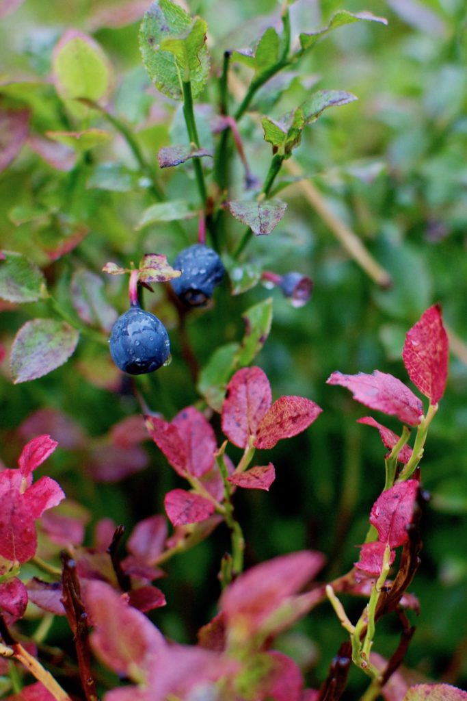 Leaves of wild blueberry turning red in September