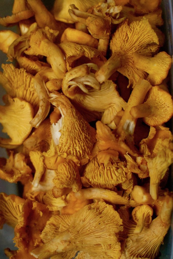 The golden yellow colour of freshly picked wild chanterelles