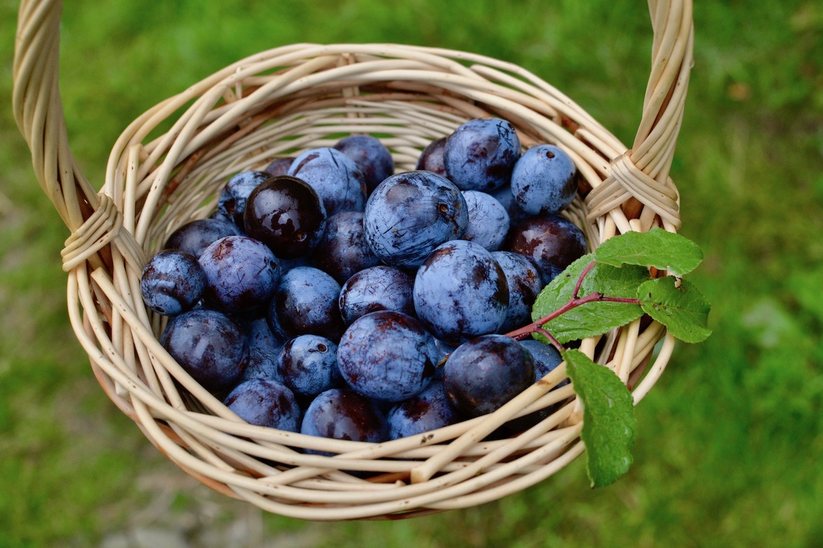 Freshly foraged wild plums in a basket