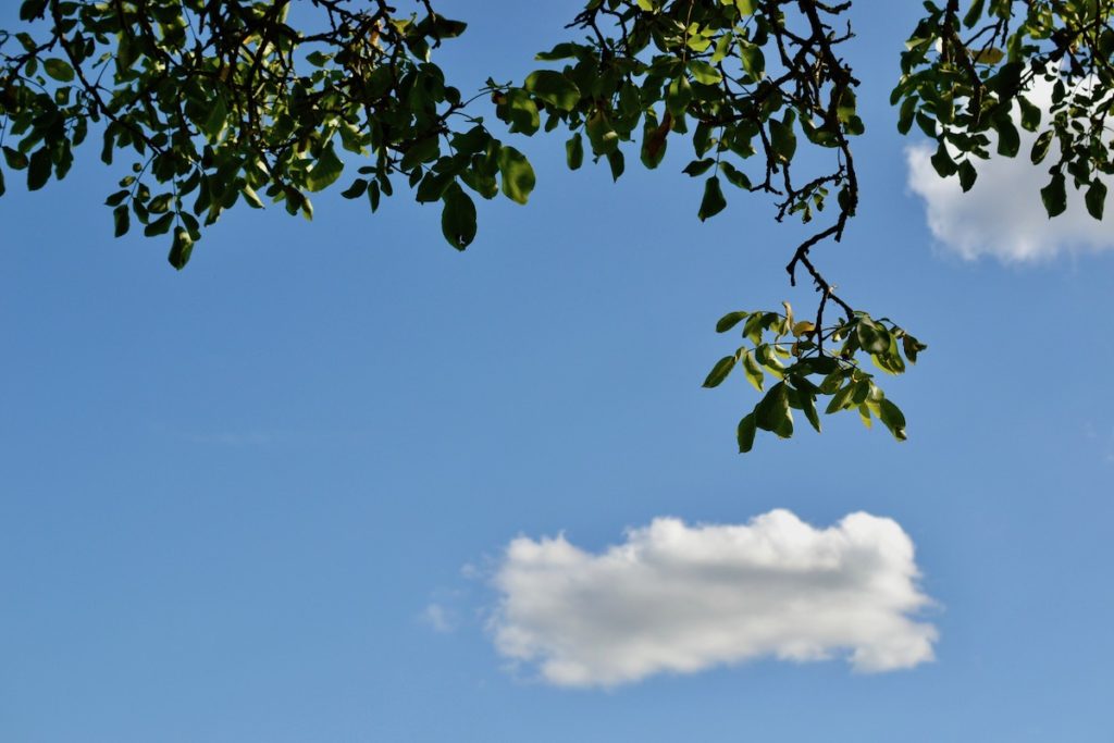 A cloudy blue sky with walnut trees leaves