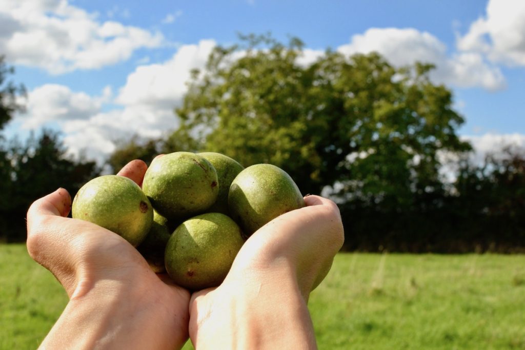 Sophie holds freshly picked walnuts still in their green husks