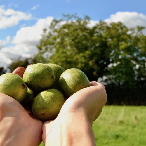 Sophie holds freshly picked walnuts still in their green husks