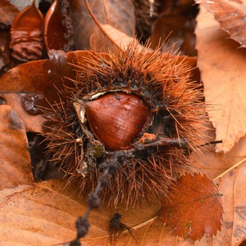 A sweet chestnut in its spiky husk surrounded my fallen leaves