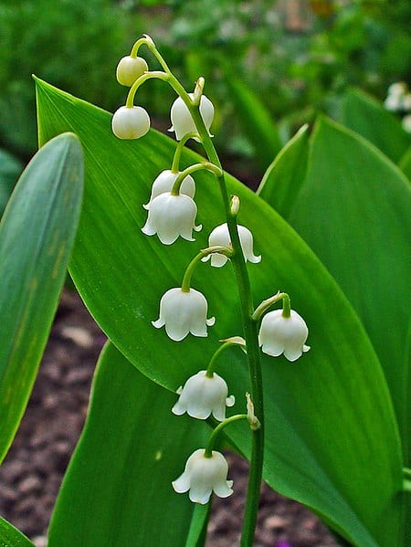 Flowering lily of the valley