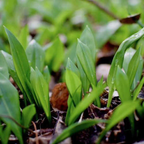 Young wild garlic leaves in Spring