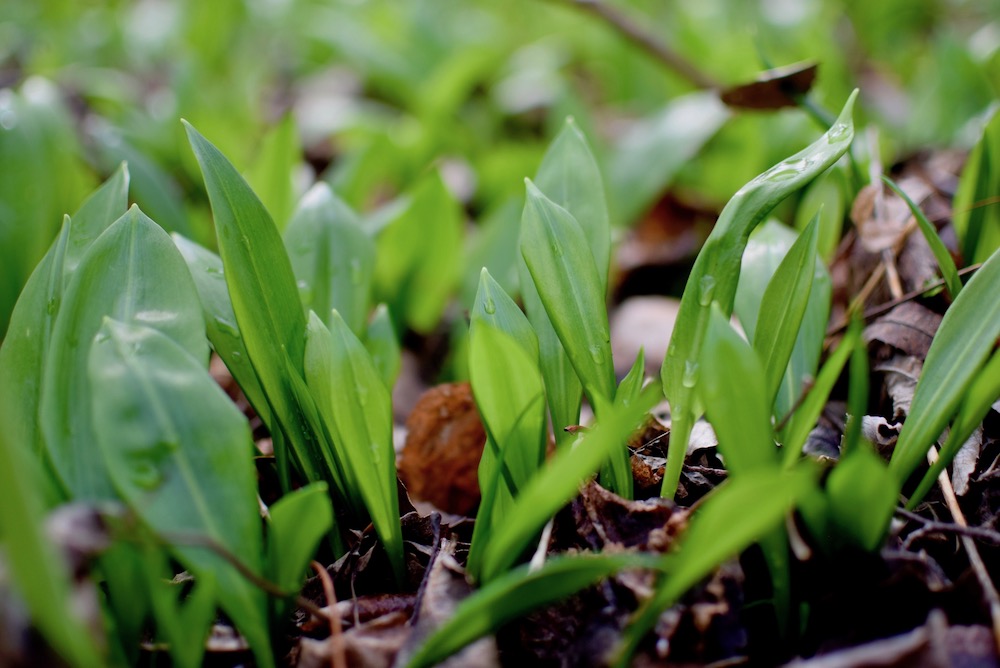 Young , pointed leaves of wild garlic 