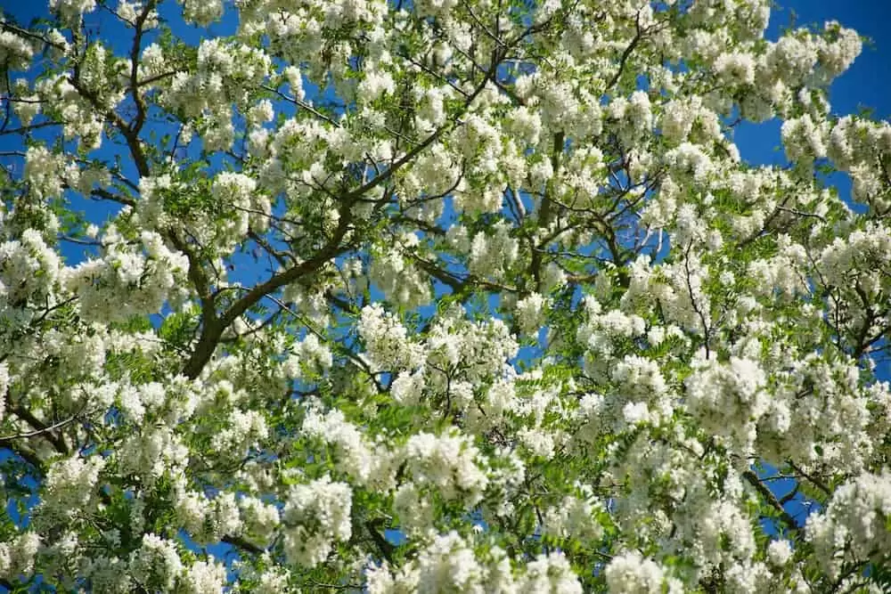 An acacia tree, Robinia pseudoacacia, covered in many white flowers
