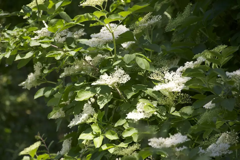 The white blossom of elderflowers in June