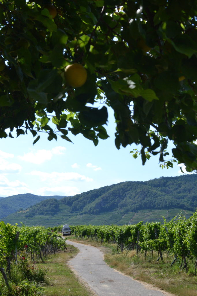 Apricot tree in the Wachau, with our campervan in the distance.