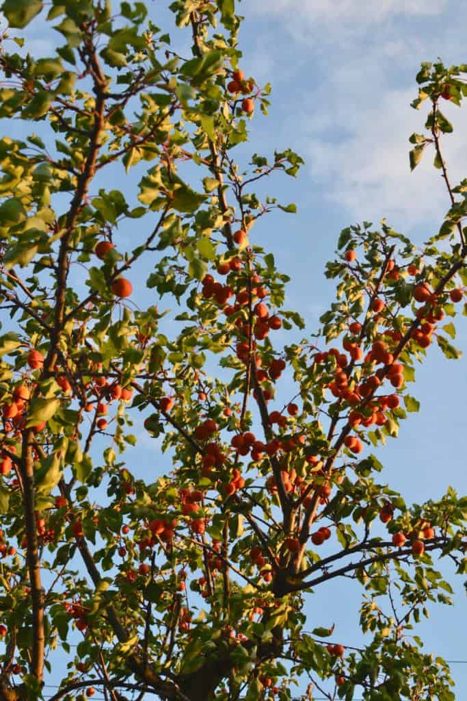 A apricot tree full of ripe fruit in the sunshine