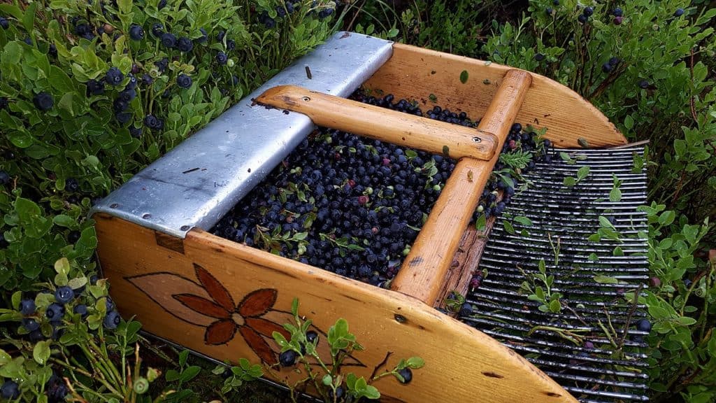 A comb used for harvesting blueberries in the wild