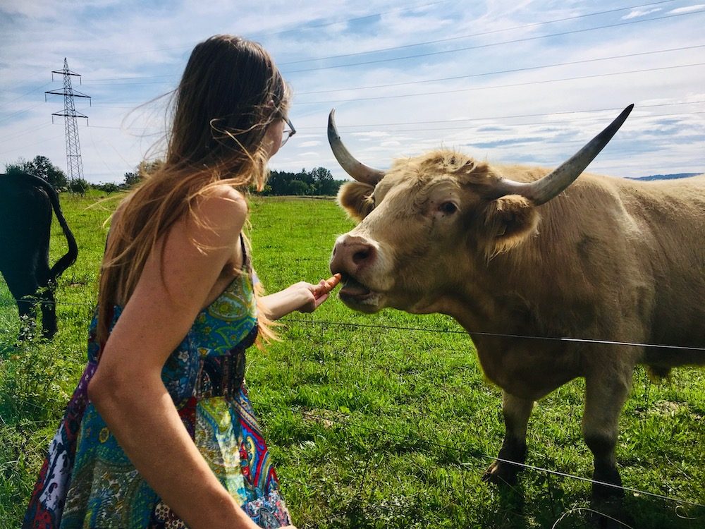 Sophie feeding a carrot to a cow