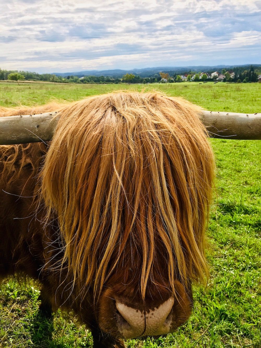 A highland cow
