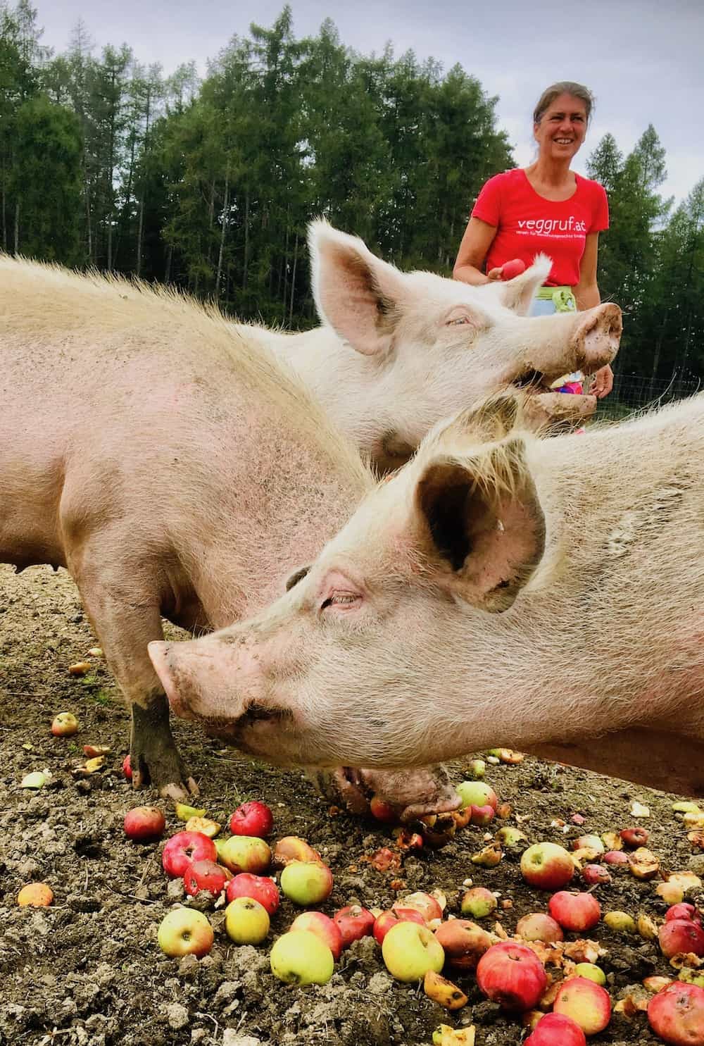 Pigs at a sanctuary eating apples