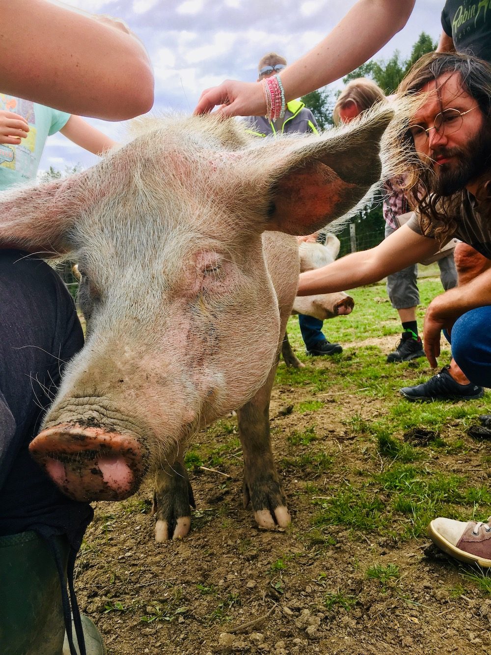Stroking a pig at a sanctuary