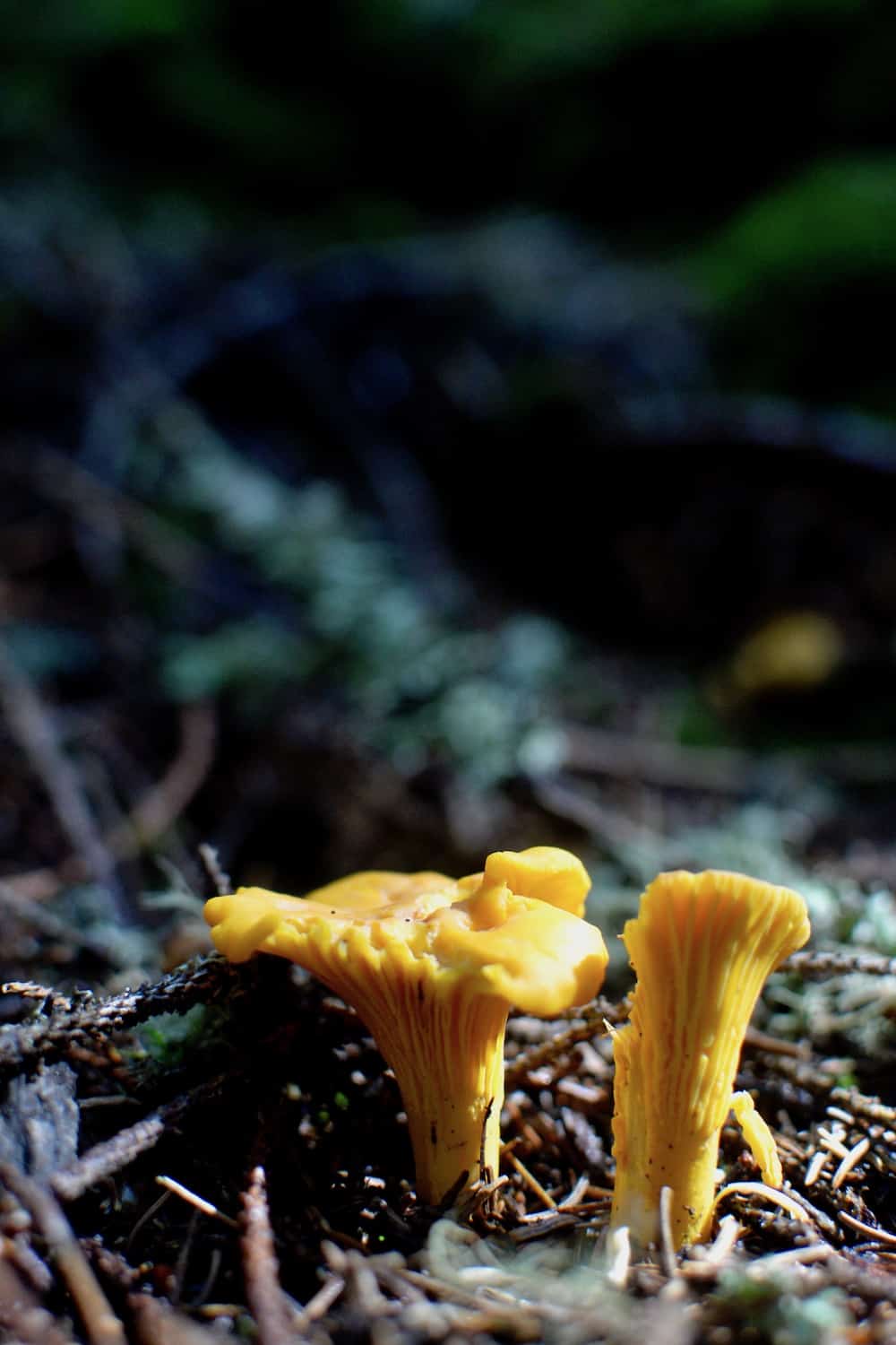 Bright yellow chanterelle mushrooms growing in the woods