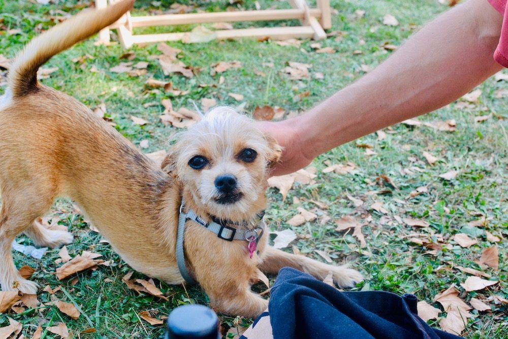 A cute dog being stroked