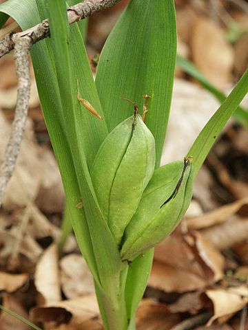 Meadow saffron leaves