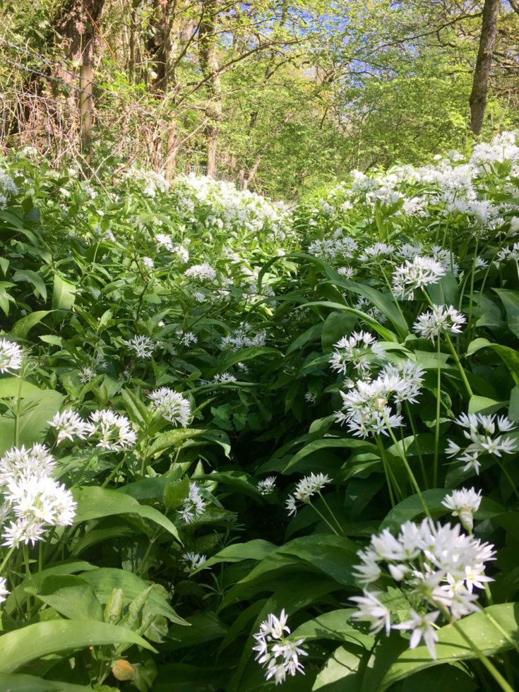 Wild Garlic How to find, identify and enjoy it Vegan on Board