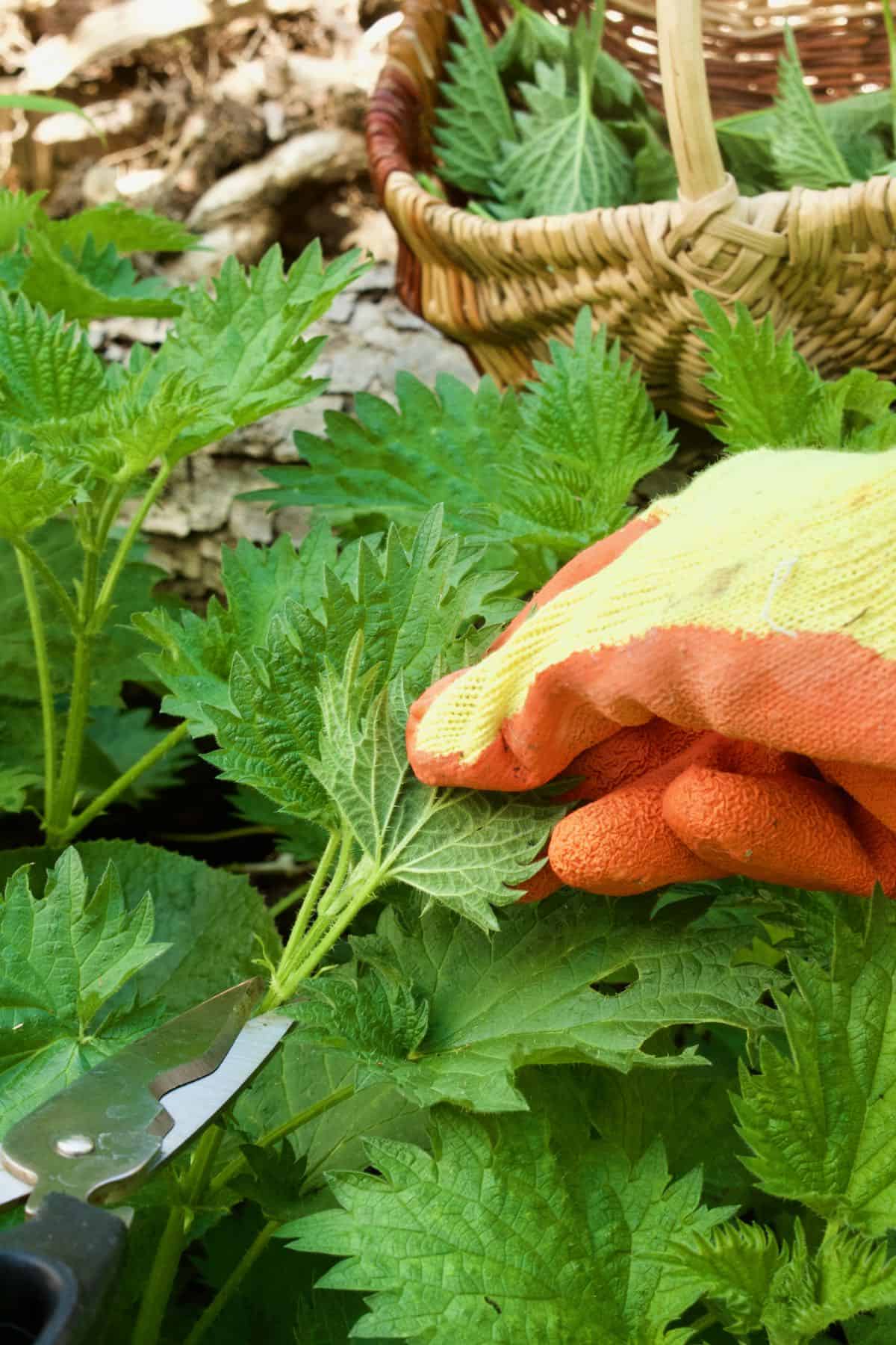 Cutting the top leaves of a nettle plant with gloves and a pair of scissors.