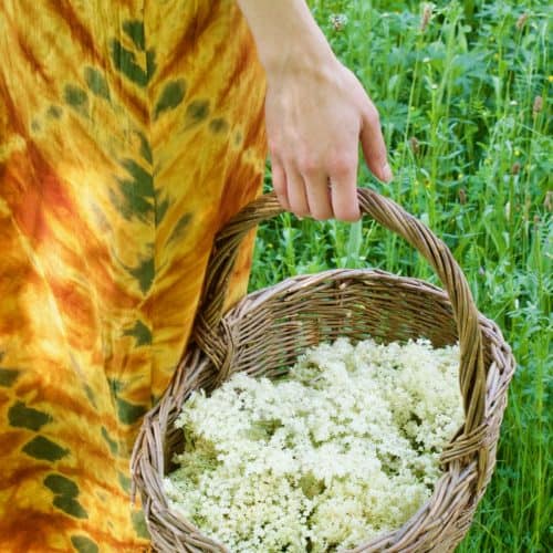 Walking in meadow with a basket full of elderflowers