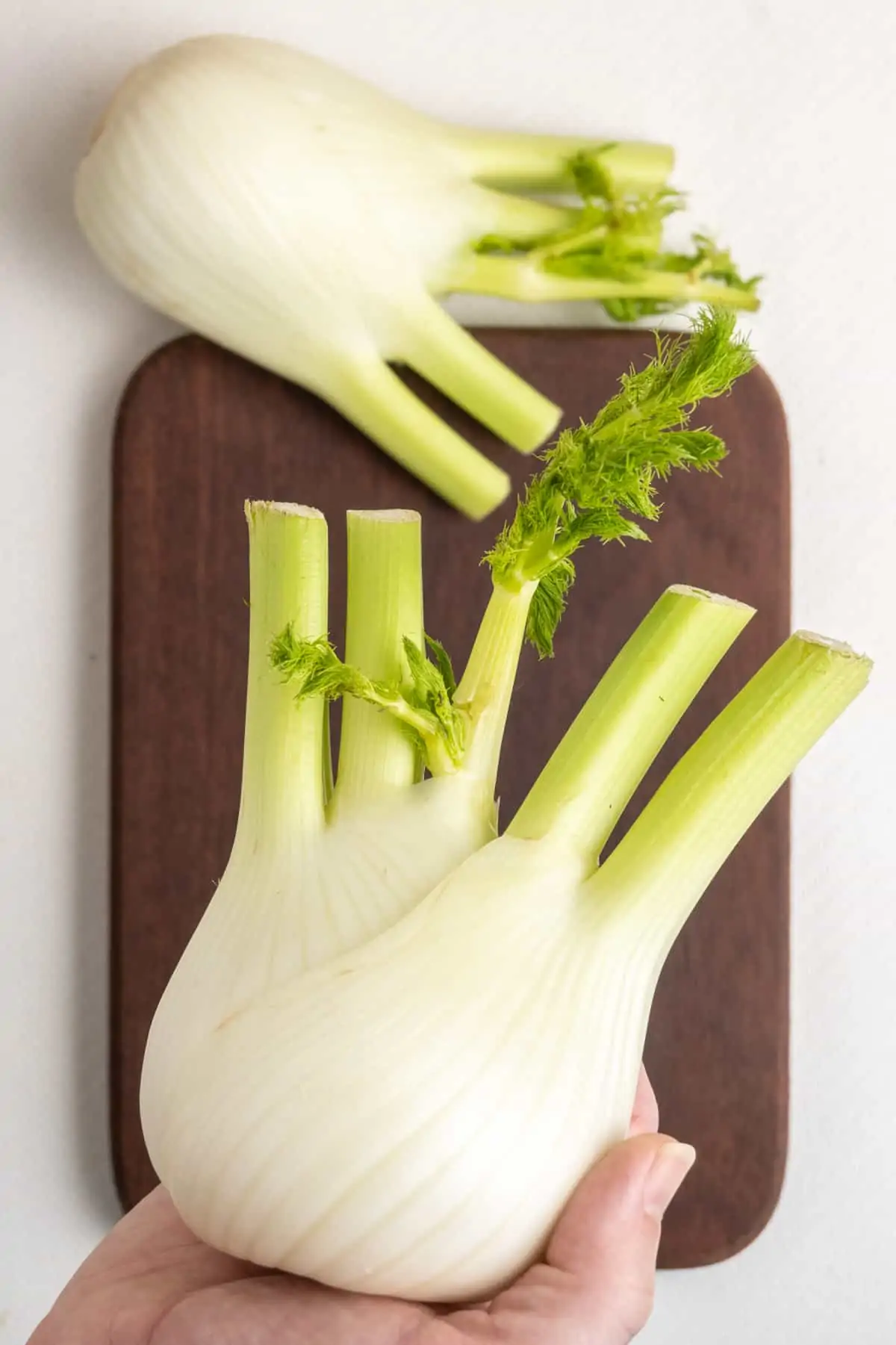 A hand holding a fennel bulb. The bulb is formed of white thick fennel leaves that grow into thick light green stems at the top. The bigger part of the long stems have been chopped of. The younger, smaller stems have green brush-like fronds growing from them.
