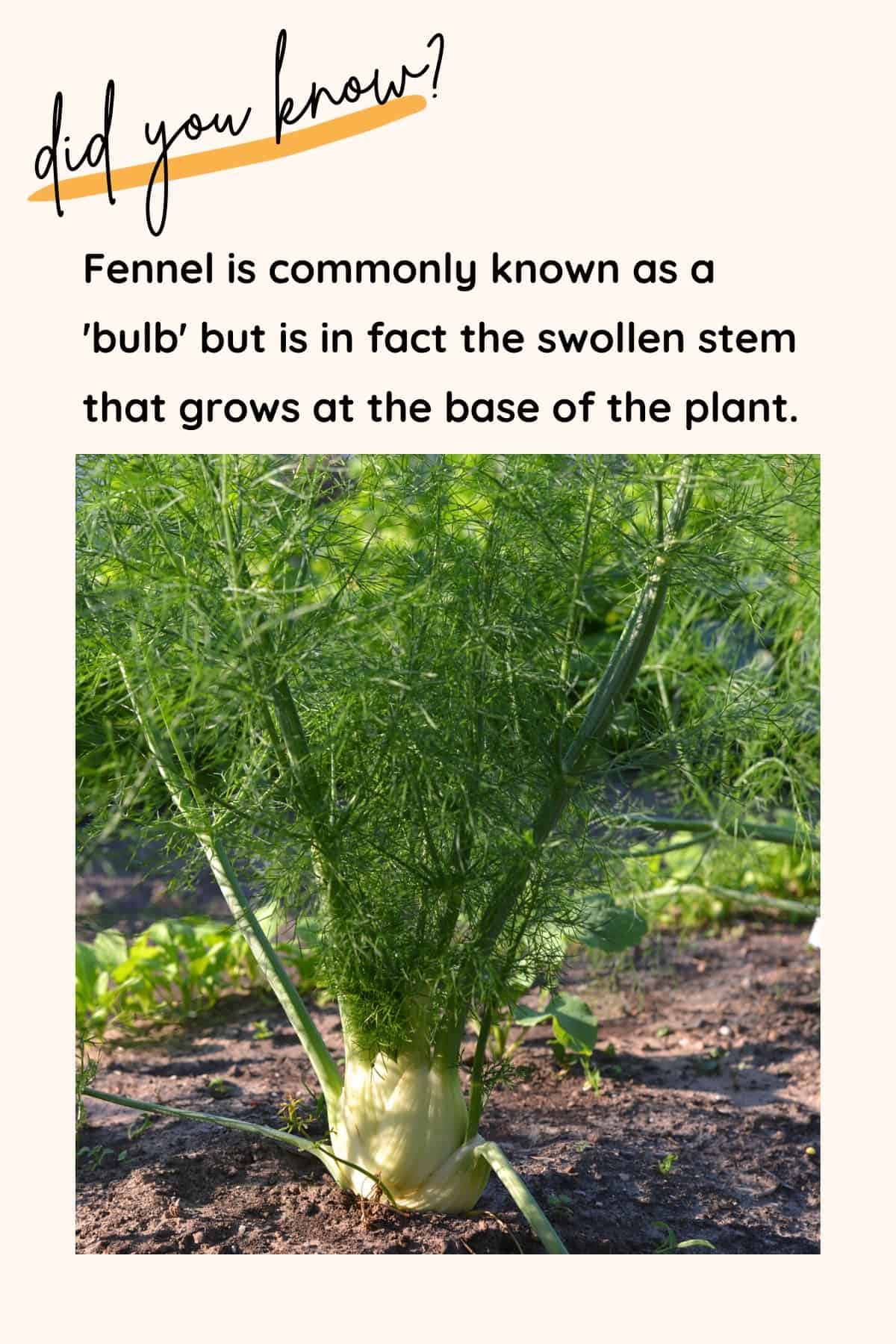 Did you know? Fennel is commonly known as a bulb, but is in fact the swollen sten that grows at the base of the plant.